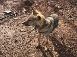 Bitkin halde bulunan kurt yavrusu yetkililere teslim edildi