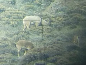 Ordu’da çengel boynuzlu yaban keçisi sayısı arttı