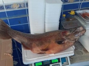 Elazığ’da 10 kiloluk alabalık yakalandı