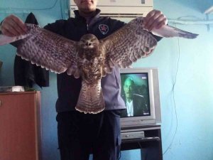 Yol kenarında bulunan yaralı şahin tedaviye alındı