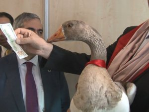 Kazlar podyuma çıktı, en güzeli 100 doları kaptı