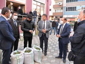 Türkeli’de salep fidesi ve yonca tohumu dağıtıldı