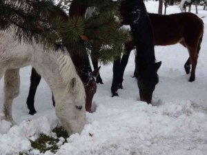 Ardahan’ın yılkı atları kışın özgür, yazın sahipli