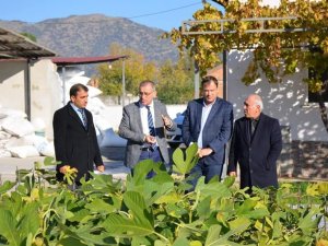 Aydın’da incir fidanı dağıtıldı