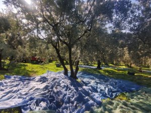 Zeytin toplayan üreticilerin lodosla imtihanı