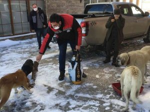 Yaylalarda aç kalan hayvanlar unutulmadı