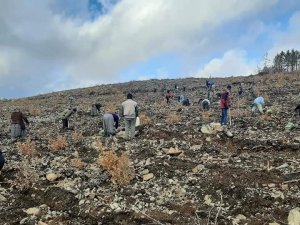 Denizli’de yanan ormanlık alan yeniden yeşilleniyor