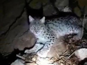 Aç kalıp bitkin düşen vaşak köye indi