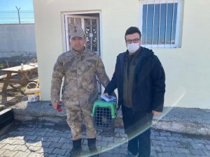 Tedavisi yapılan atmaca doğaya bırakıldı