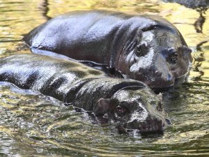 Belçika’da 2 su aygırı Covid-19’a yakalandı
