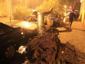 Aydın’da yağmurla birlikte devrilen çam ağacı, araçları hurdaya çevirdi