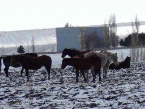 Kars’ta yılkı atları soğukla mücadele ediyor