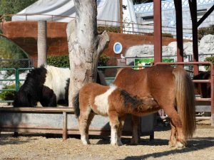 Tarsus Doğa Park yeni yavrularla güzelleşiyor