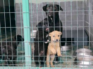 Barınakta kış hazırlıkları tamam