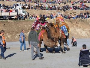 Türkiye’nin pehlivan develeri kozlarını Koçarlı’da paylaştı