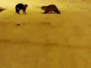 Tilki ve kedinin kavgası gülümsetti