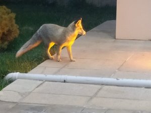 Karayolları yerleşkesini mesken tutan tilki görenleri şaşırtıyor