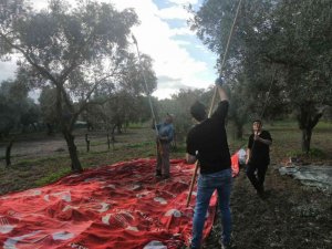 Aydın genelindeki yağışlar zeytin üreticisini sevindirdi