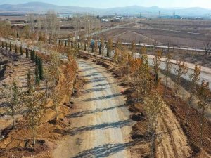 Ankara’da, Haziran ayına kadar hedef 70 bin ağaç
