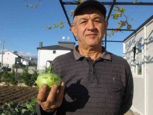 Balıkesir’de emekli eğitimci hobi bahçesinde "alabaş" turbu yetiştirdi