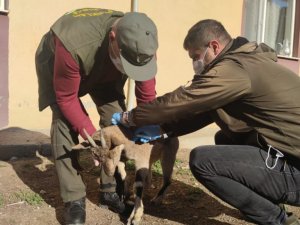 Yaralı halde bulunan koruma altındaki yaban keçisi tedavi altına alındı