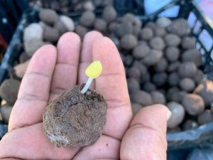 2 bin tohum topunu doğayla buluşturdular