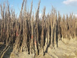 Yüzde 50 hibeli fidan desteği başvuruları başladı