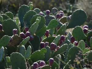 Yer inciri şifa dağıtıyor