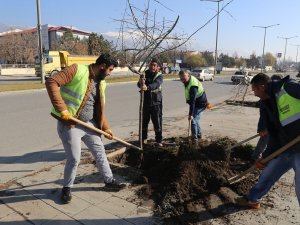 Erzincan’da ağaçlandırma çalışmaları devam ediyor