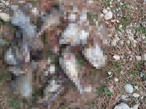 Ardıç kuşu avlarken yakalandılar