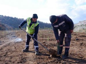 Eski çöplük orman olma yolunda
