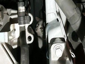 Otomobilin motor kısmına sıkışan kedi uzun uğraşlar sonucu kurtarıldı