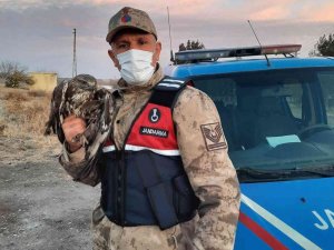 Yaralı şahin tedavi altına alındı