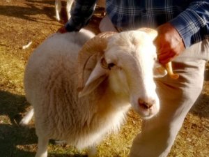 4 boynuzlu ’Mana’ görenleri şaşırtıyor