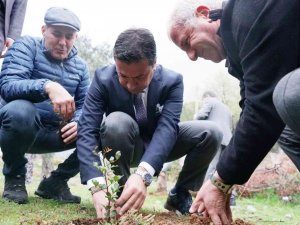 Üreticilere 20 bin adet keçiboynuzu fidanı dağıtıldı