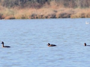11 yıl sonra Hersek lagününde görüntülendi
