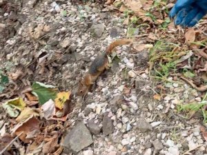 Gündem olmuştu, sincap Alvin yeni yuvasında