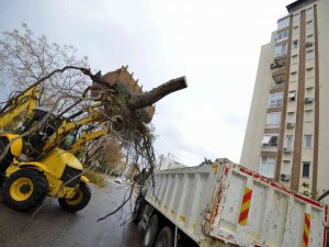 Muratpaşa’da devrilen 170 ağaca müdahale