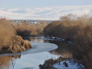 Yeşilbaş ördekler kampüs içindeki çayı mesken tuttu