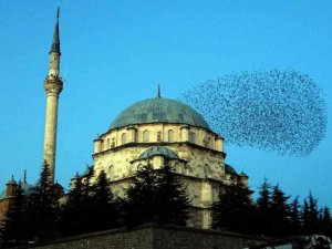 Sığırcık sürüsü ezan sesi ile mest etti