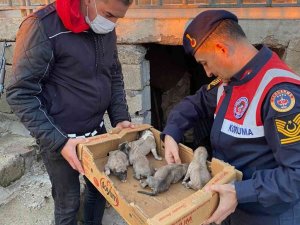 Bingöl’de jandarma, 8 yavru ve anne köpeği donmak üzereyken kurtardı