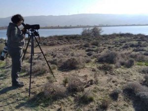 Bursa’da nesli tükenmekte olan ördekler için seferberlik