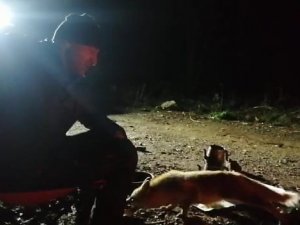 Kamp atıp piknik yaparken yanlarına yanaşan Tilkiyi elleriyle beslediler