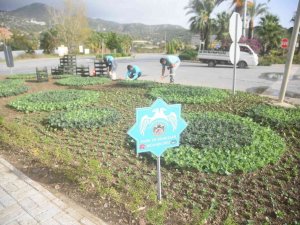 Alanya’da binlerce çiçek toprakla buluşuyor