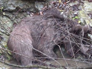 Deredeki ayı kurtarma operasyonundan nefes kesen görüntüler