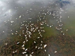 Çevre felaketinin yaşandığı gölde sevindiren manzara