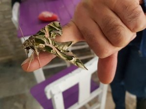 Ender görülen ‘mekik kelebeği’ Alanya’da koruma altına alındı