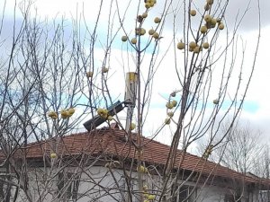 Yaprağı dökülmüş elma ağacındaki elmalar ilgi odağı