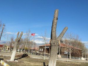 Sultan Sazlığı’nda sonbahar temizliği