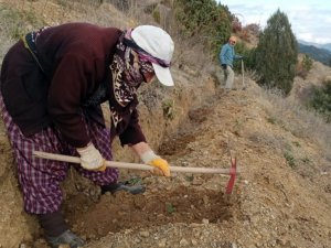 Bu fidanlar erozyona ‘Dur’ diyecek